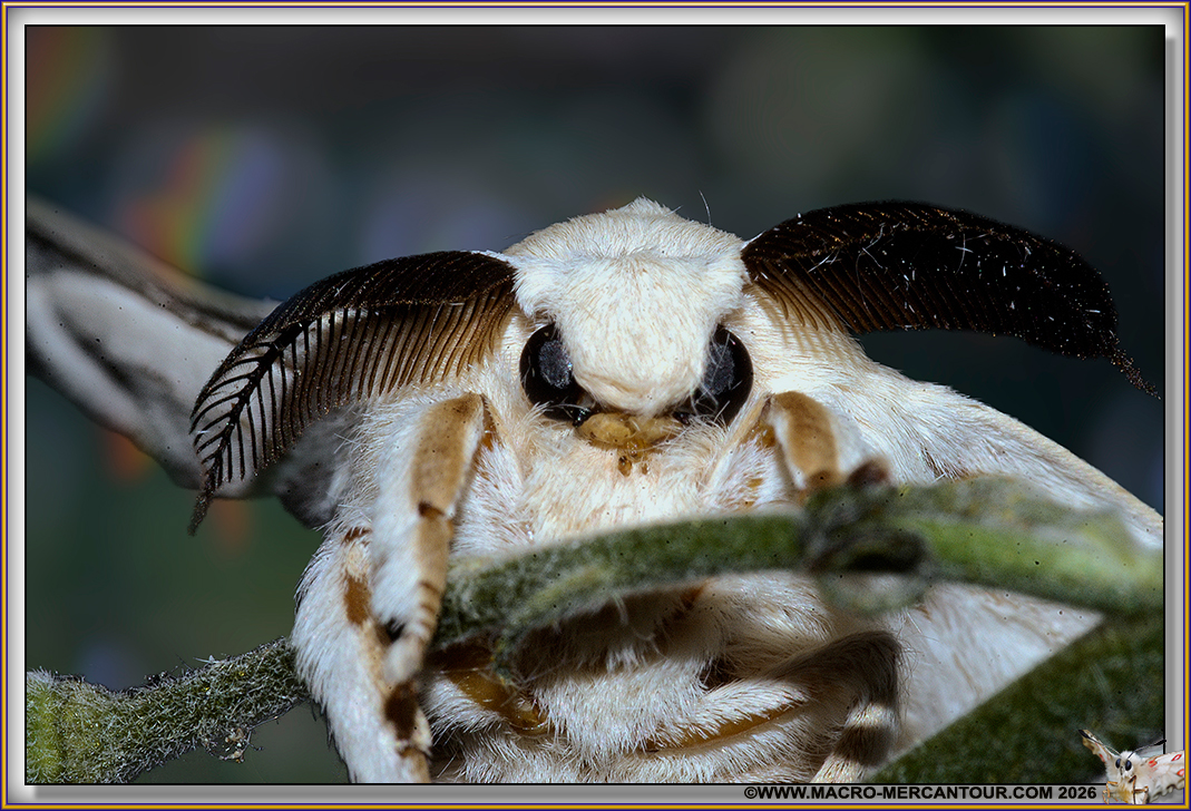 BOMBYX